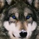 Avatar de Vincent