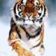 Avatar de Giuseppe