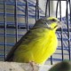 Avatar de Ferro Antonietta