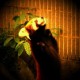 Avatar de quack1